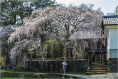 一本桜に魅せられて（古庄家のしだれ桜）