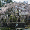 一本桜に魅せられて（古庄家のしだれ桜）