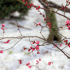 雪と梅
