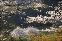 桜の咲く風景