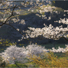 桜の咲く風景