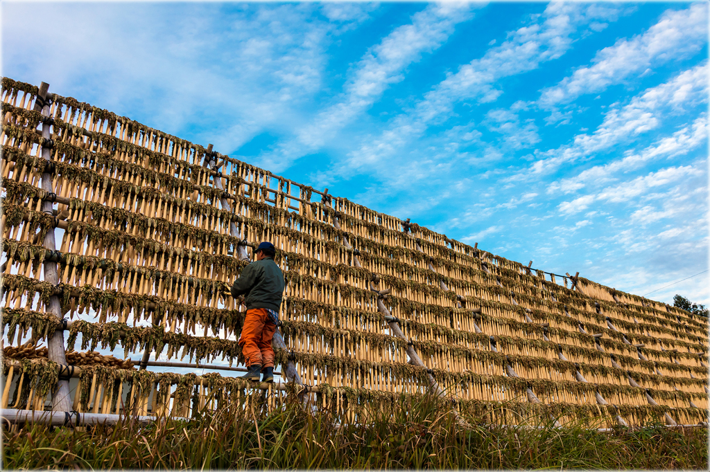 だいこん干し2