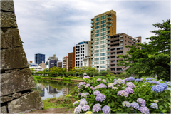 あじさいの咲く風景3