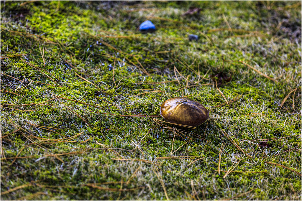晩秋の里山にて2