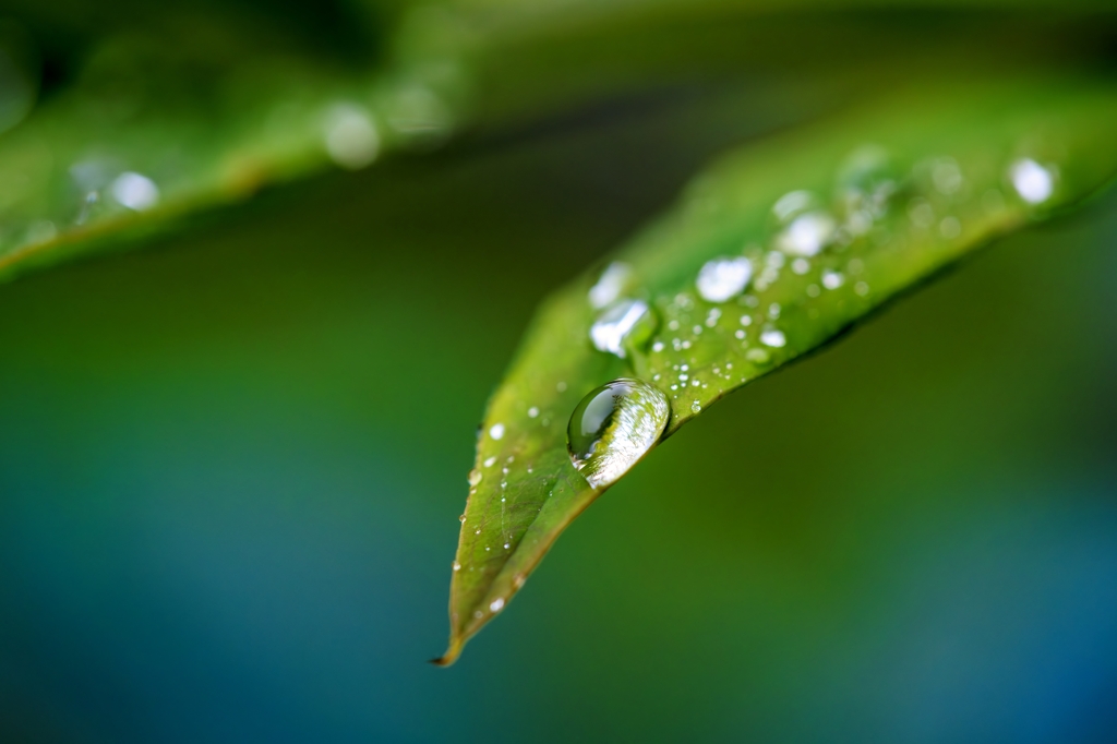 雨上がり2