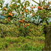 晩秋の柿畑4