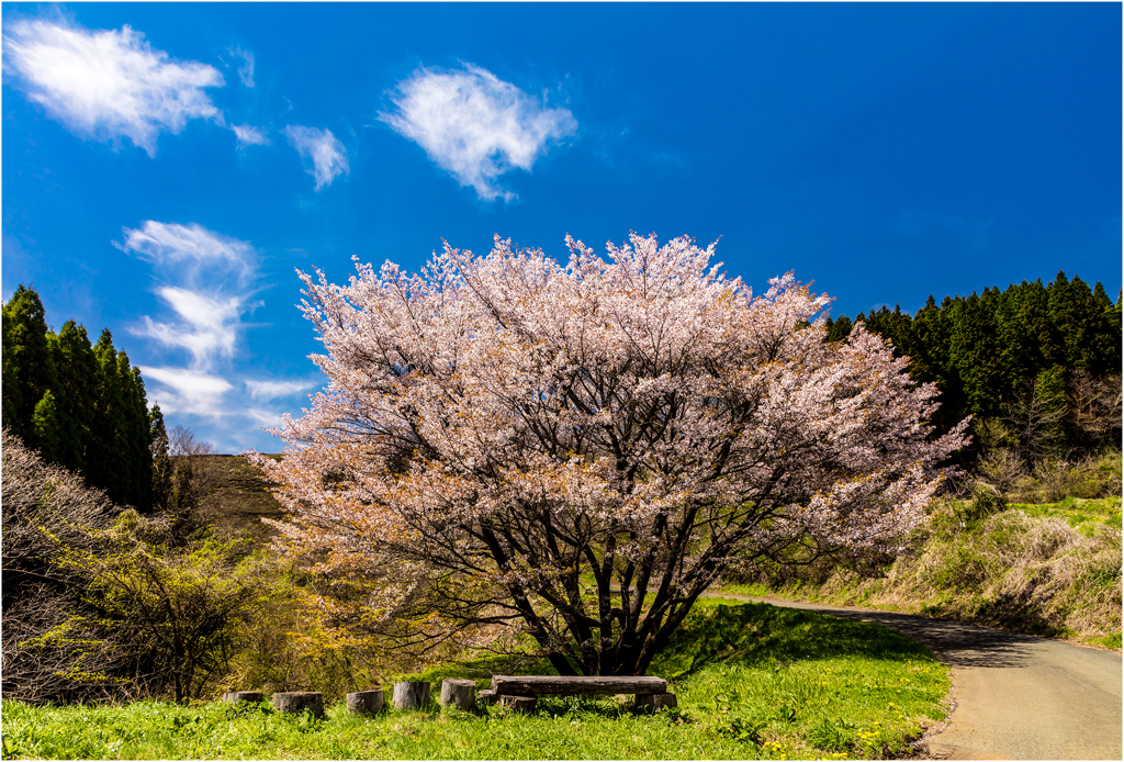 一本桜に魅せられて（牛神桜）