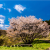 一本桜に魅せられて（牛神桜）