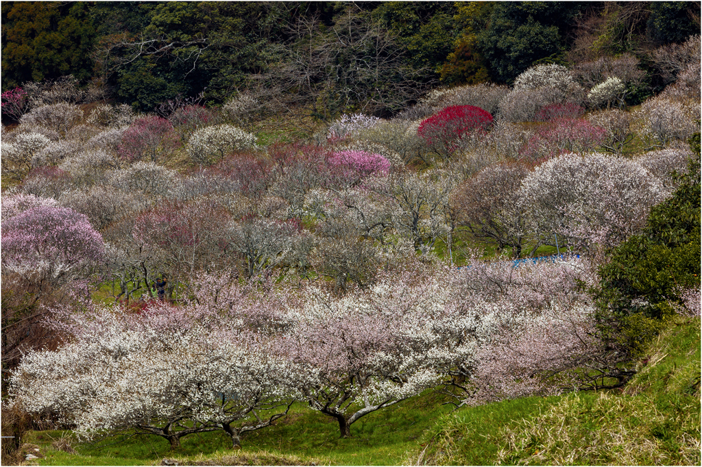 三岳梅林2