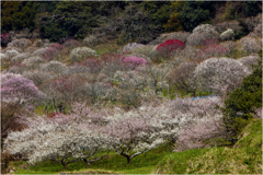 三岳梅林2