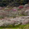 三岳梅林2
