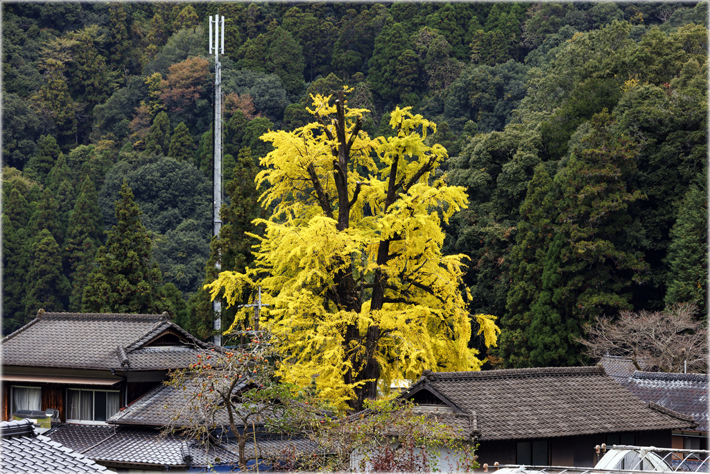 村一番の大銀杏