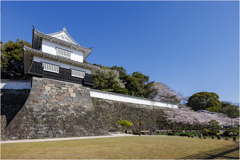 桜咲く玖島城址5