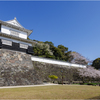 桜咲く玖島城址5