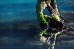 水中木のある風景1