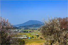 春ですねⅣ