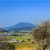 春ですねⅣ