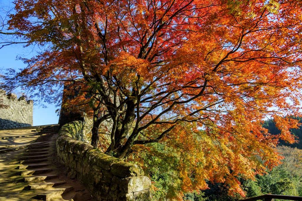 萌える岡城址