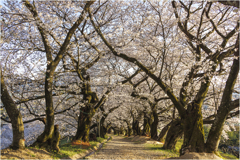 桜の咲く頃