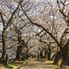 桜の咲く頃