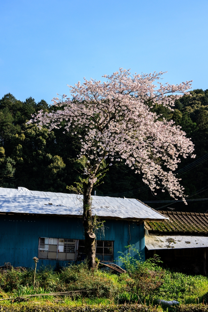 通りすがりの風景