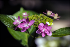 初夏の紫陽花