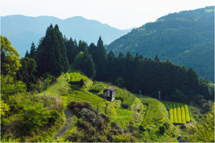 里山の小さい茶畑