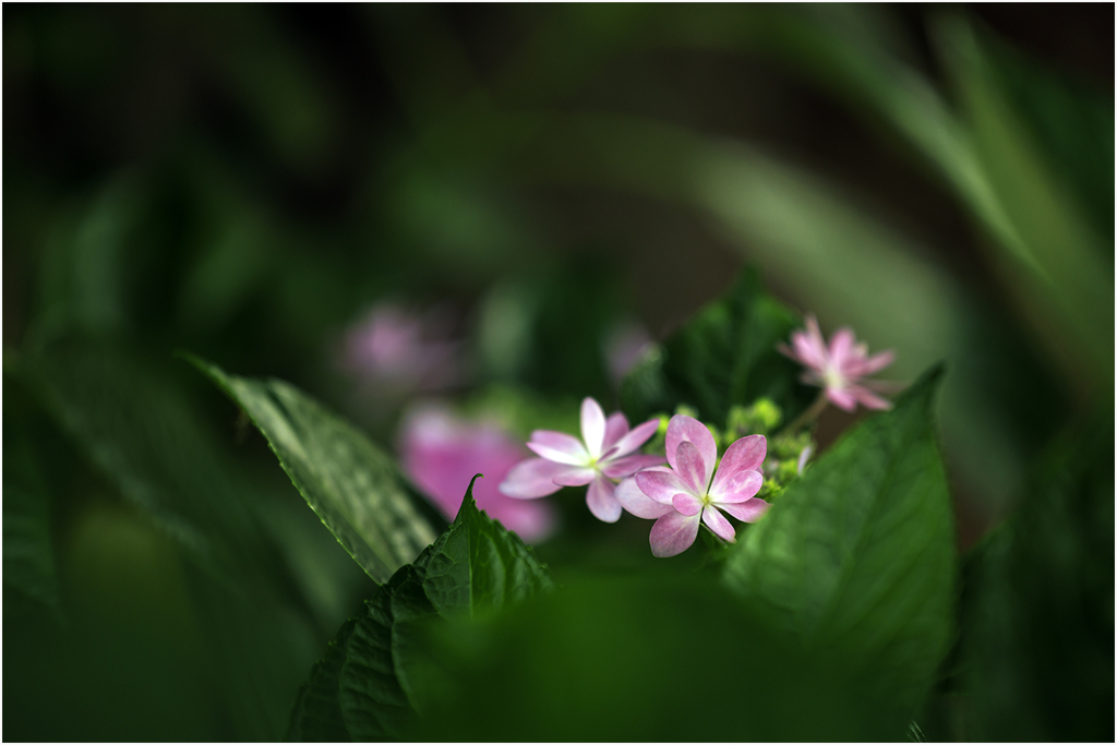 紫陽花