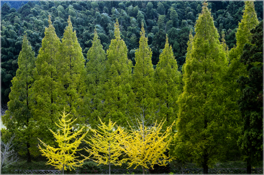 通りすがりの秋