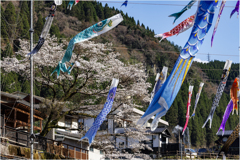 こいのぼり