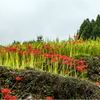 彼岸花の咲く頃