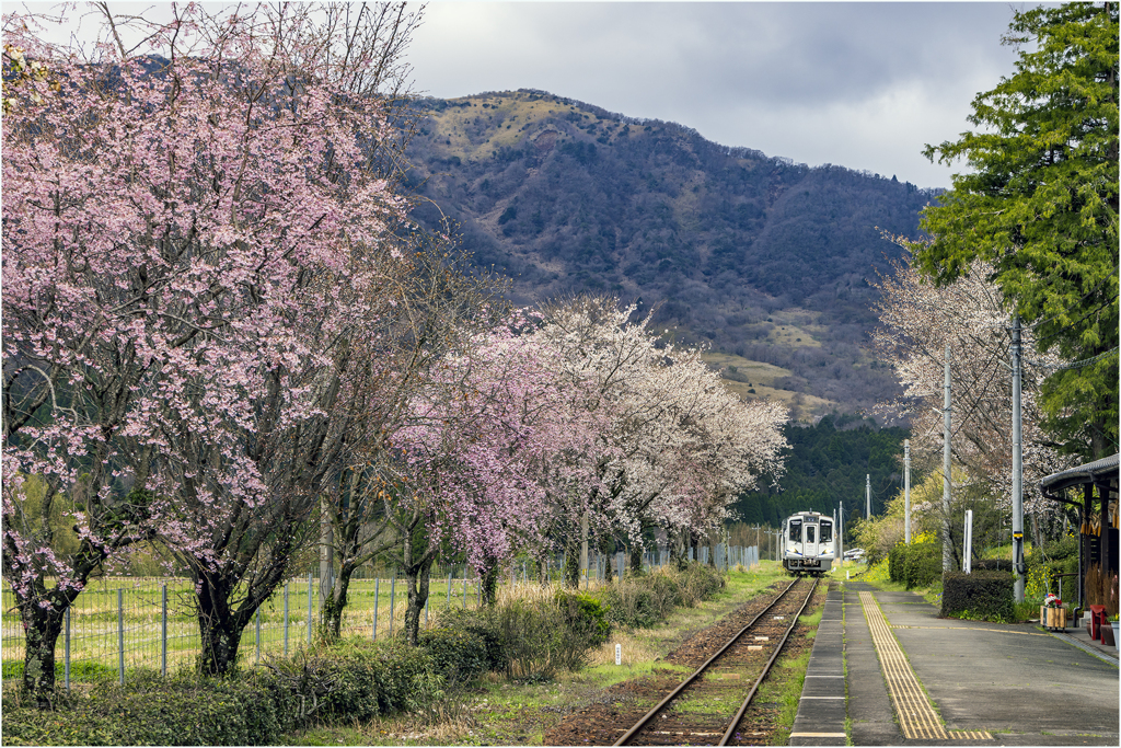 南阿蘇鉄道と桜