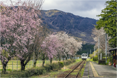 南阿蘇鉄道と桜