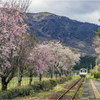 南阿蘇鉄道と桜