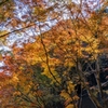 晩秋の景