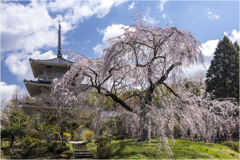 一本桜に魅せられて（浄泉寺のしだれ桜）2