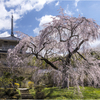 一本桜に魅せられて（浄泉寺のしだれ桜）2