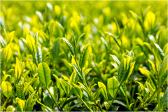 新茶の季節