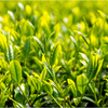 新茶の季節