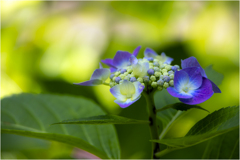 あじさいの花2