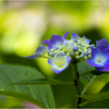 あじさいの花2