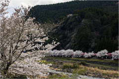 桜の咲く頃2