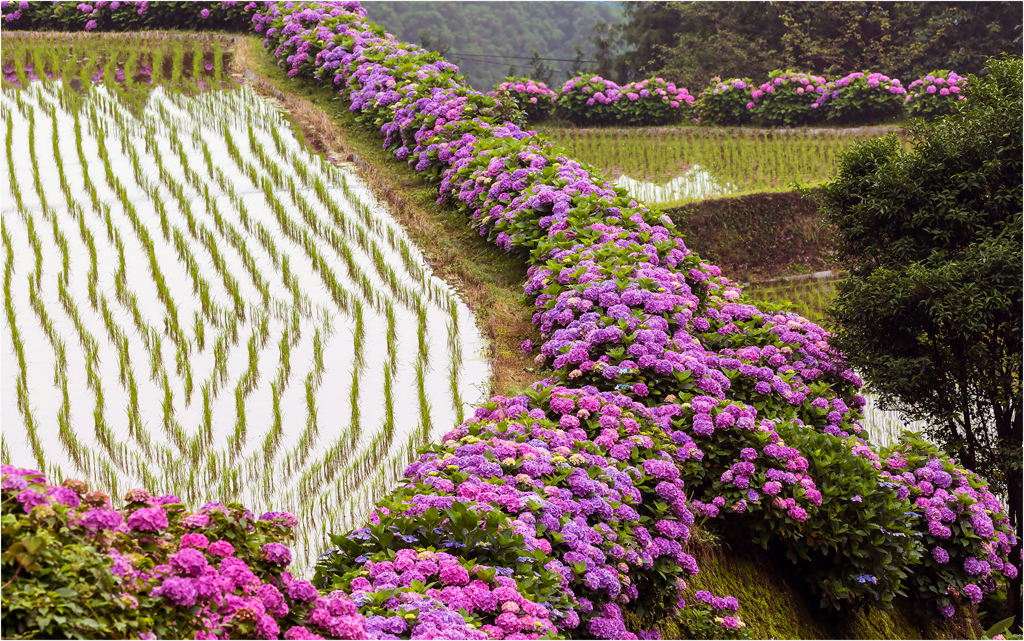 田んぼの紫陽花4