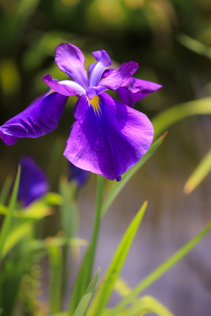 花菖蒲