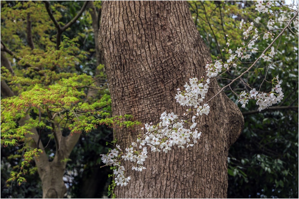 桜の季節3