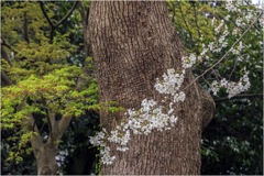 桜の季節3