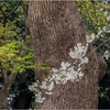 桜の季節3
