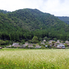 美山の秋1