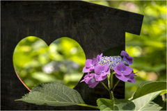 紫陽花の季節