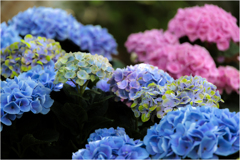 色付く紫陽花2